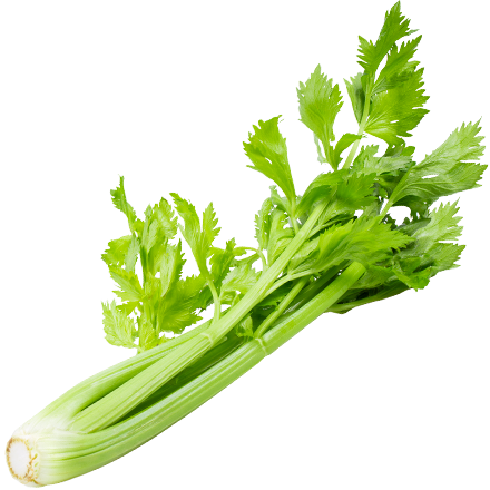 Celery /Bunch – Dinosao Food Service